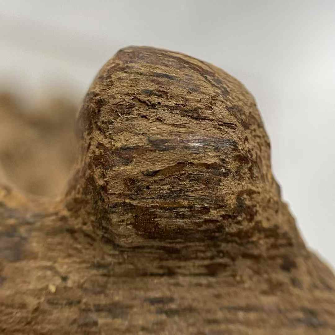High-oil "Fang Liang Tu Chen Chong Lou" Agarwood raw materials Sweet, cool scent